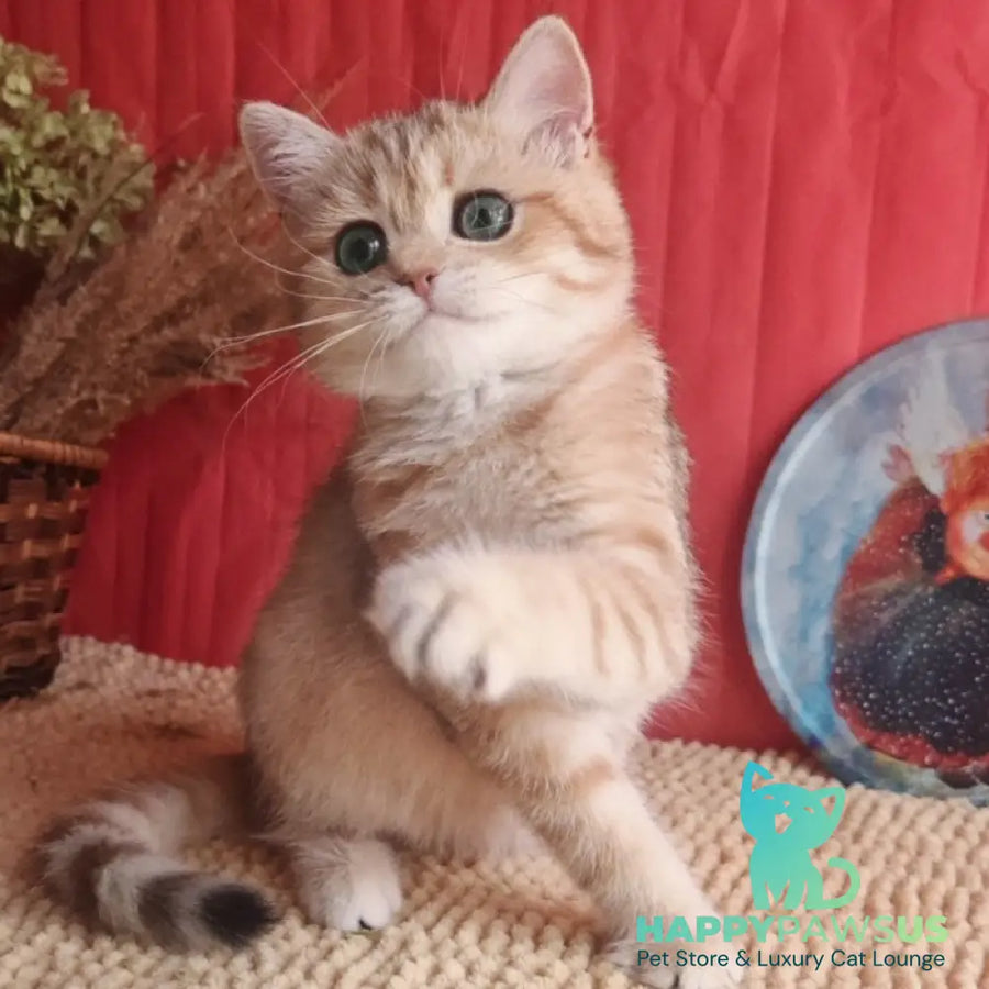 Anastasia British Shorthair female black golden spotted tabby - live animals