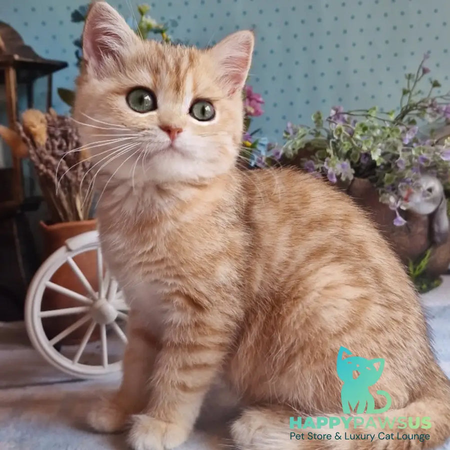 Anastasia British Shorthair female black golden spotted tabby - live animals