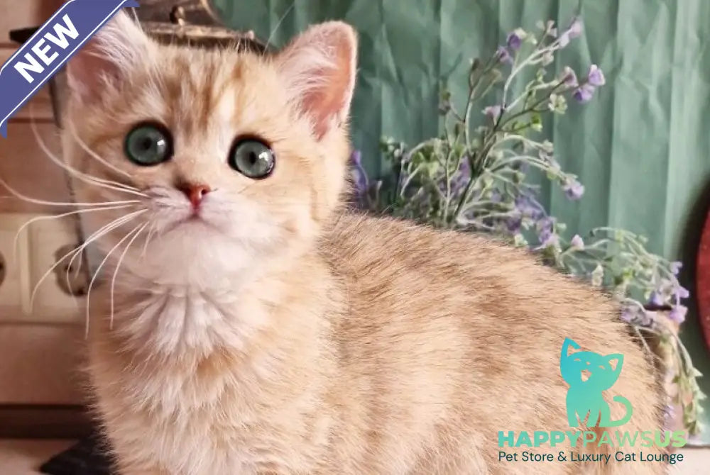 Anastasia British Shorthair female black golden spotted tabby - live animals