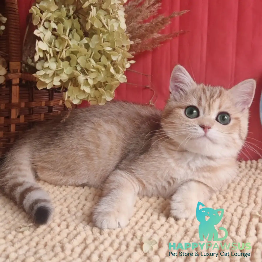 Anastasia British Shorthair female black golden spotted tabby - live animals