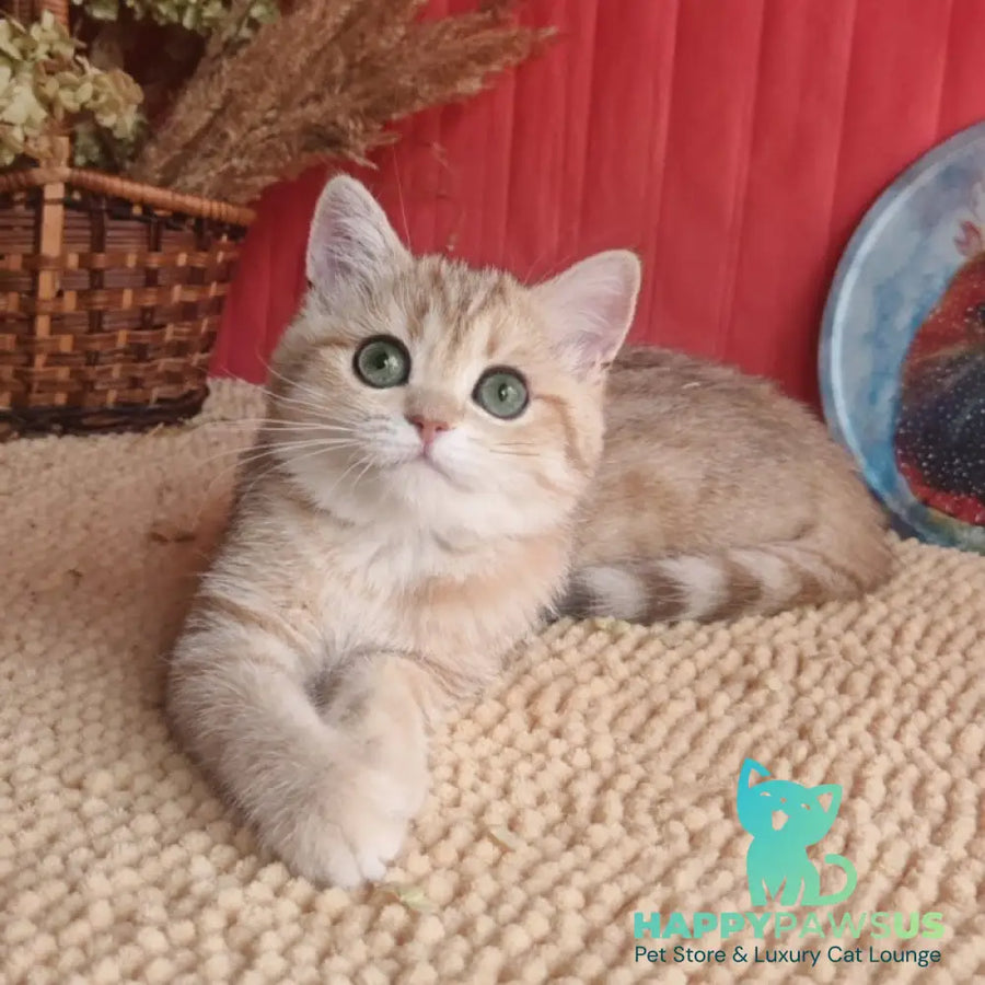 Anastasia British Shorthair female black golden spotted tabby - live animals