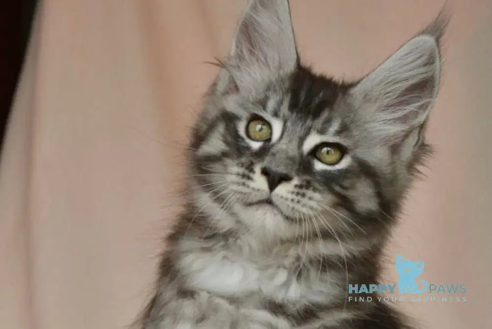 Andreas Maine Coon male black silver tabby live animals