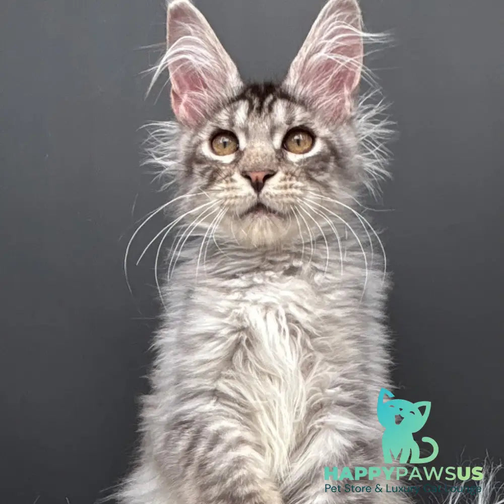 Andrian Maine Coon male black silver spotted tabby - live animals