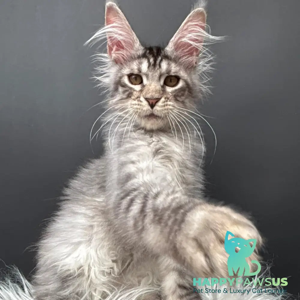 Andrian Maine Coon male black silver spotted tabby - live animals