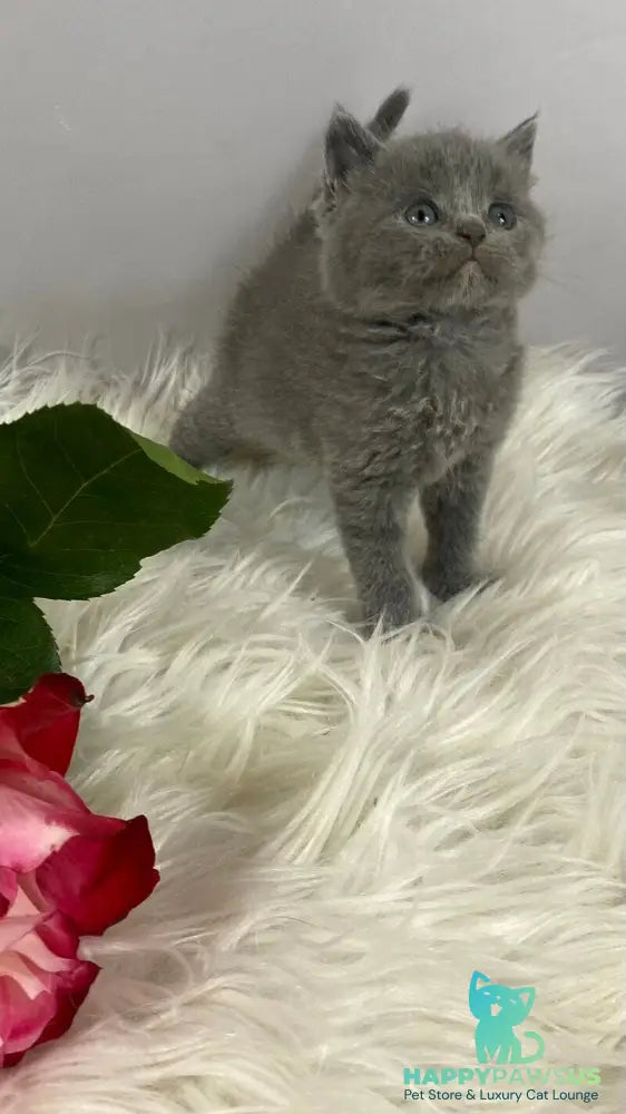 Andy British Shorthair male blue - live animals