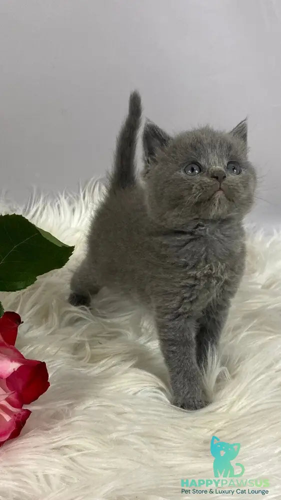 Andy British Shorthair male blue - live animals