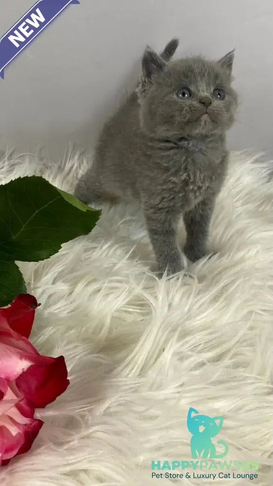 Andy British Shorthair male blue - live animals