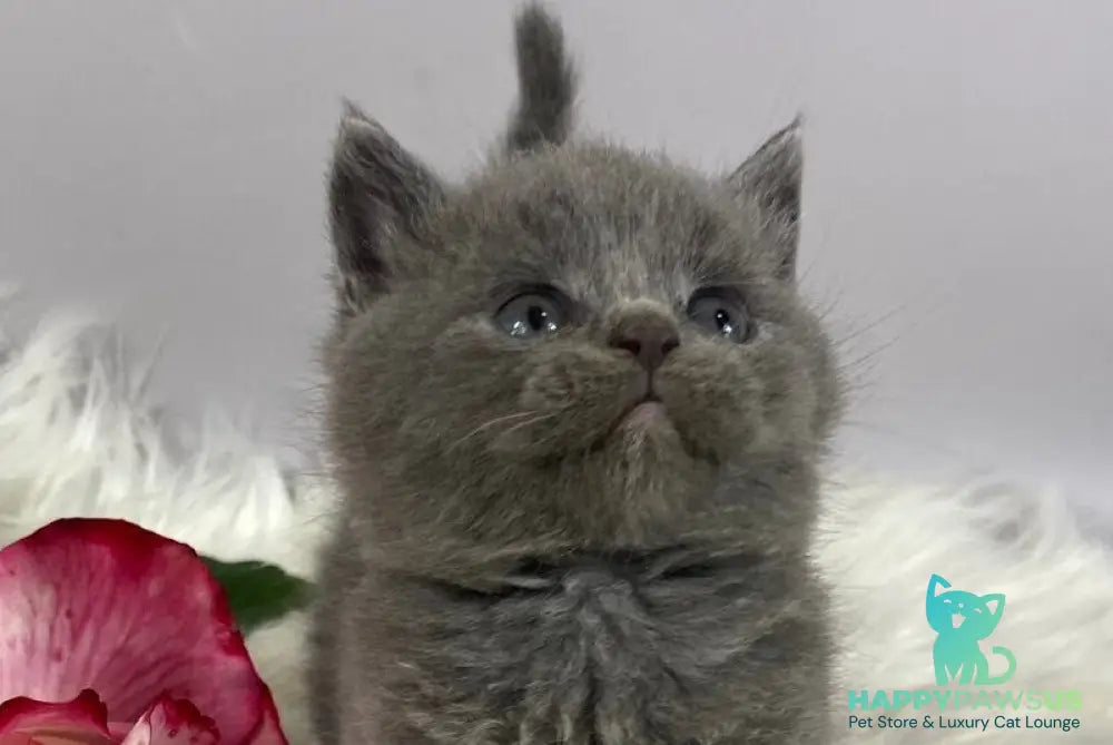 Andy British Shorthair male blue - live animals