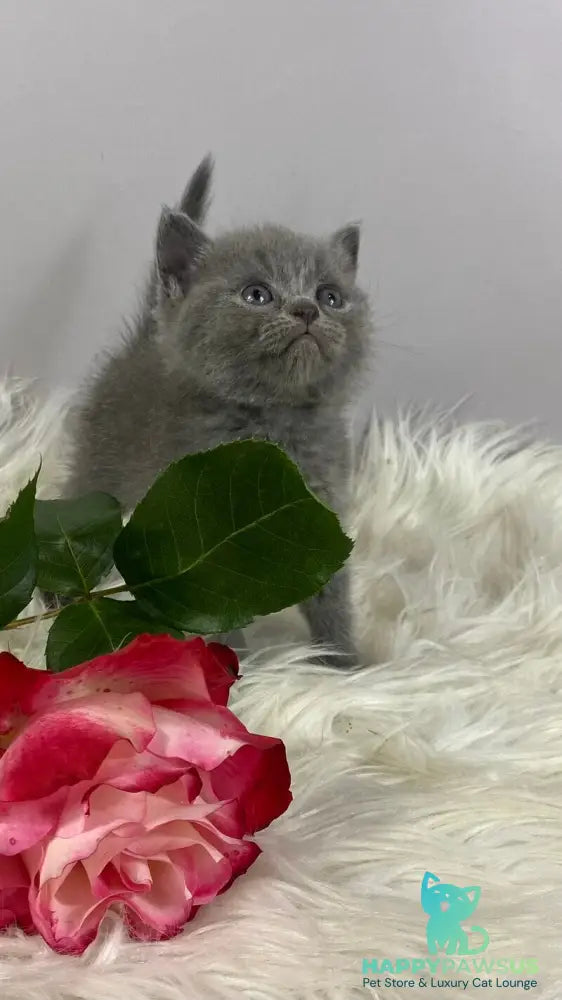 Andy British Shorthair male blue - live animals