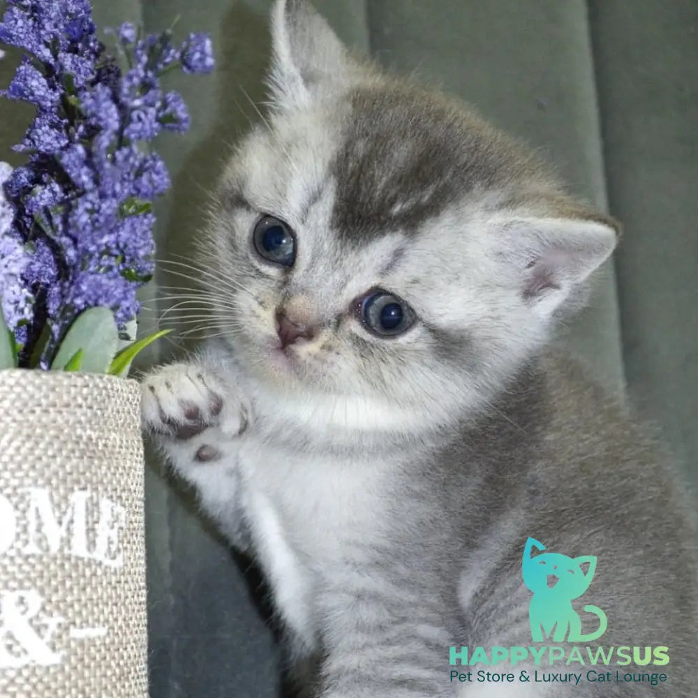 Anet Scottish Straight female blue silver ticked tabby - live animals