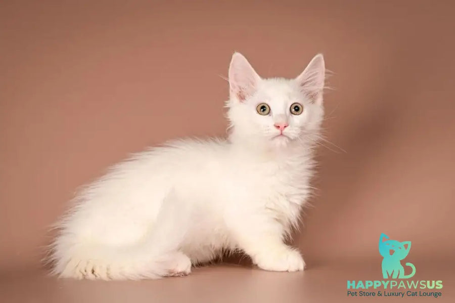 Anetta Munchkin female white - live animals