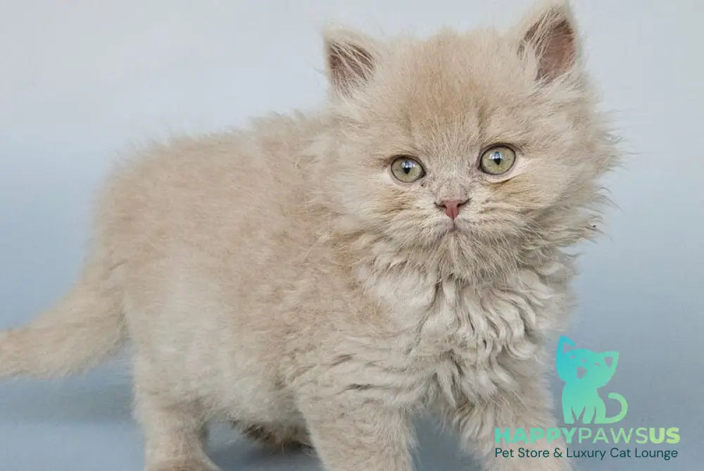 Angel British Longhair male fawn - live animals