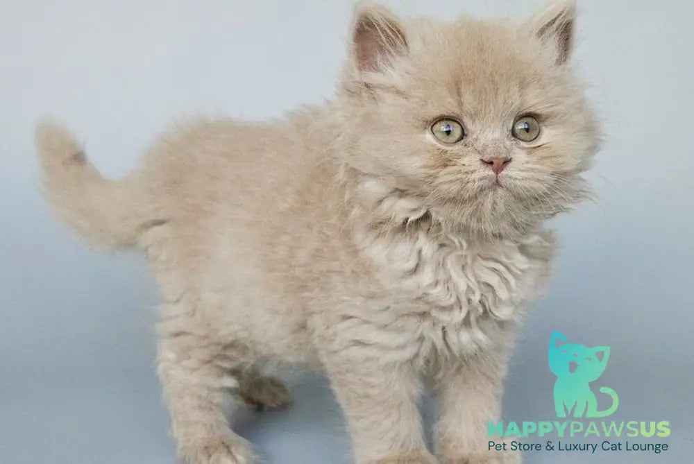 Angel British Longhair male fawn - live animals