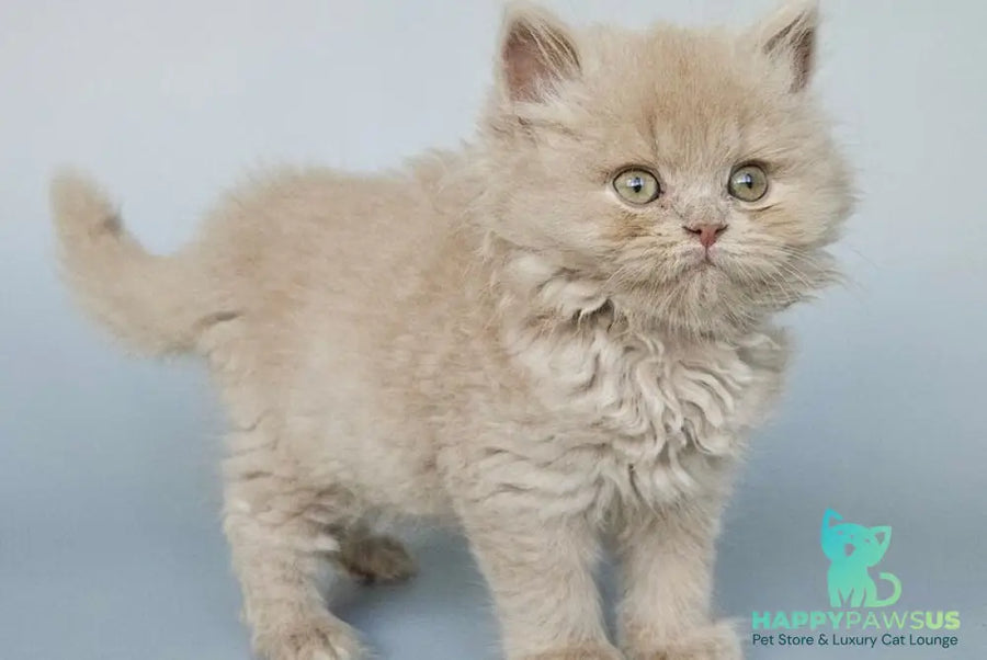 Angel British Longhair male fawn - live animals