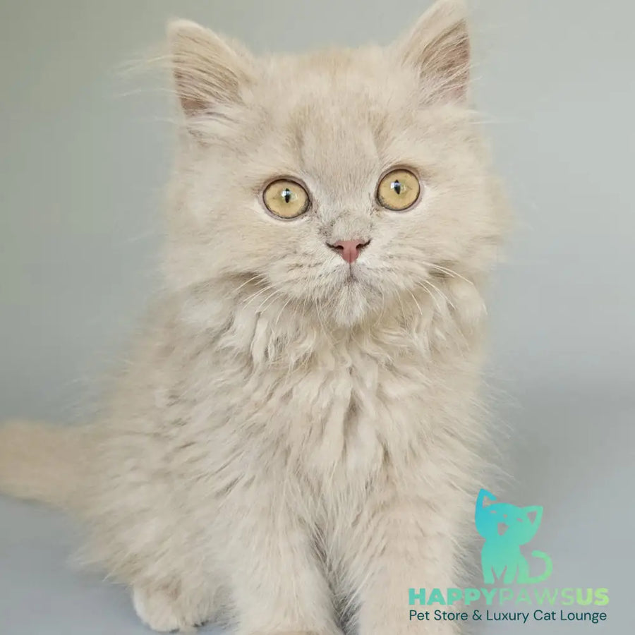 Angel British Longhair male fawn - live animals