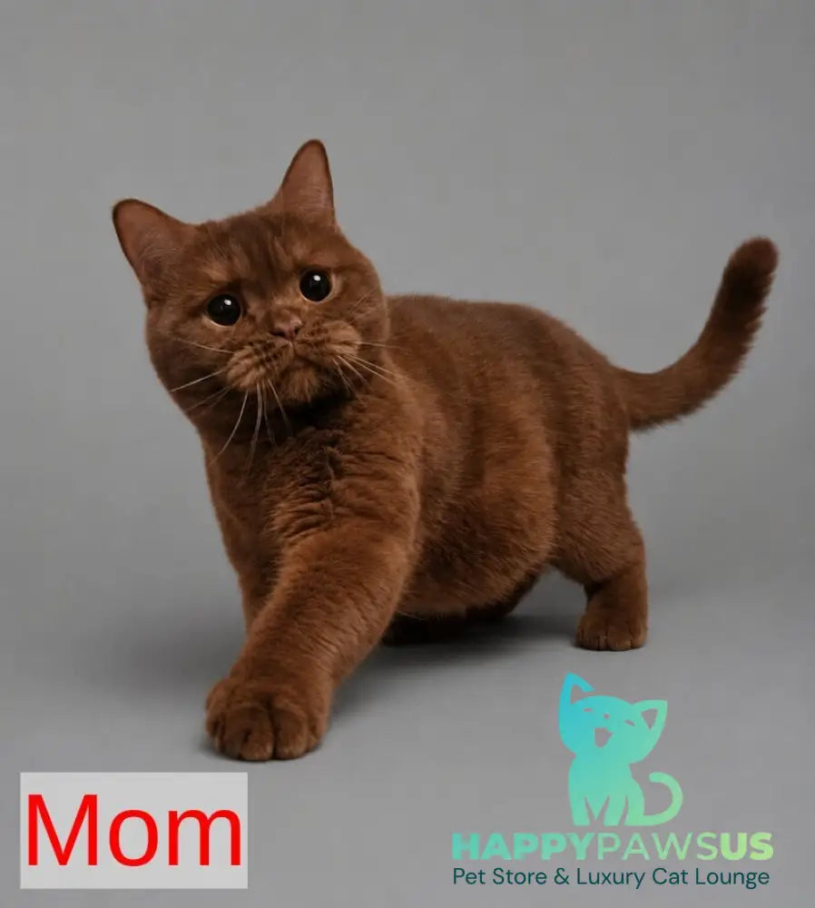 Angel British Longhair male fawn - live animals