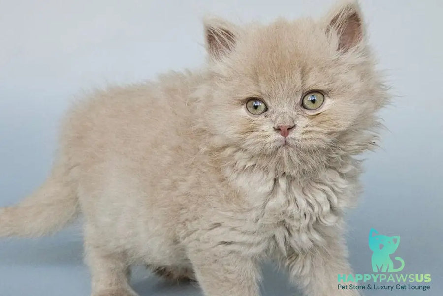 Angel British Longhair male fawn - live animals