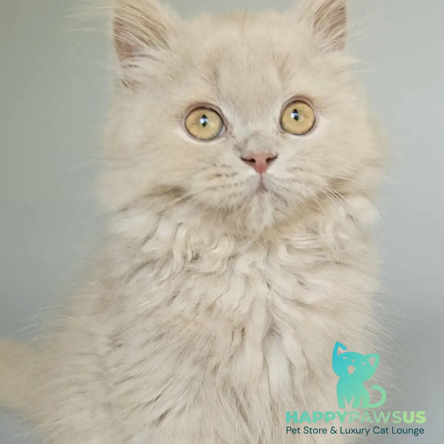 Angel British Longhair male fawn - live animals