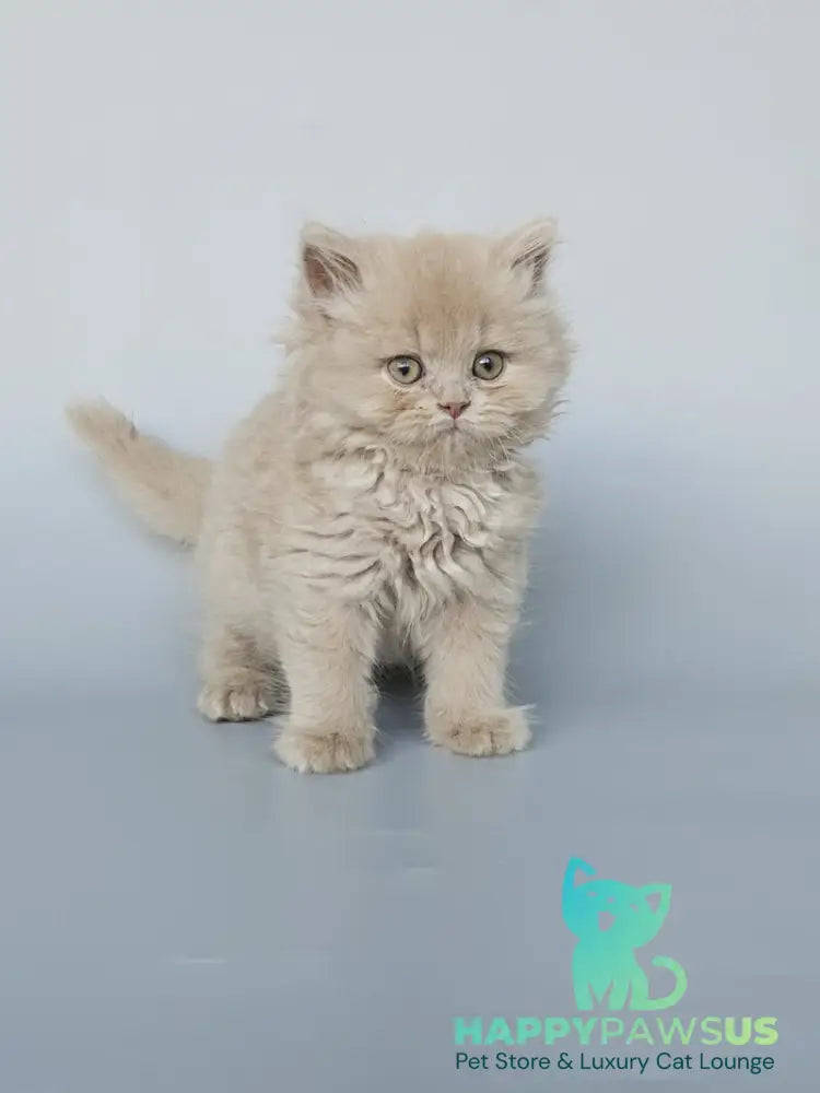 Angel British Longhair male fawn - live animals