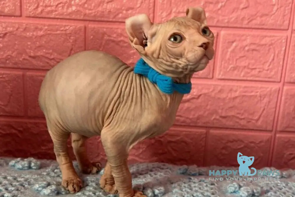 Angel Elf male lilac - live animals
