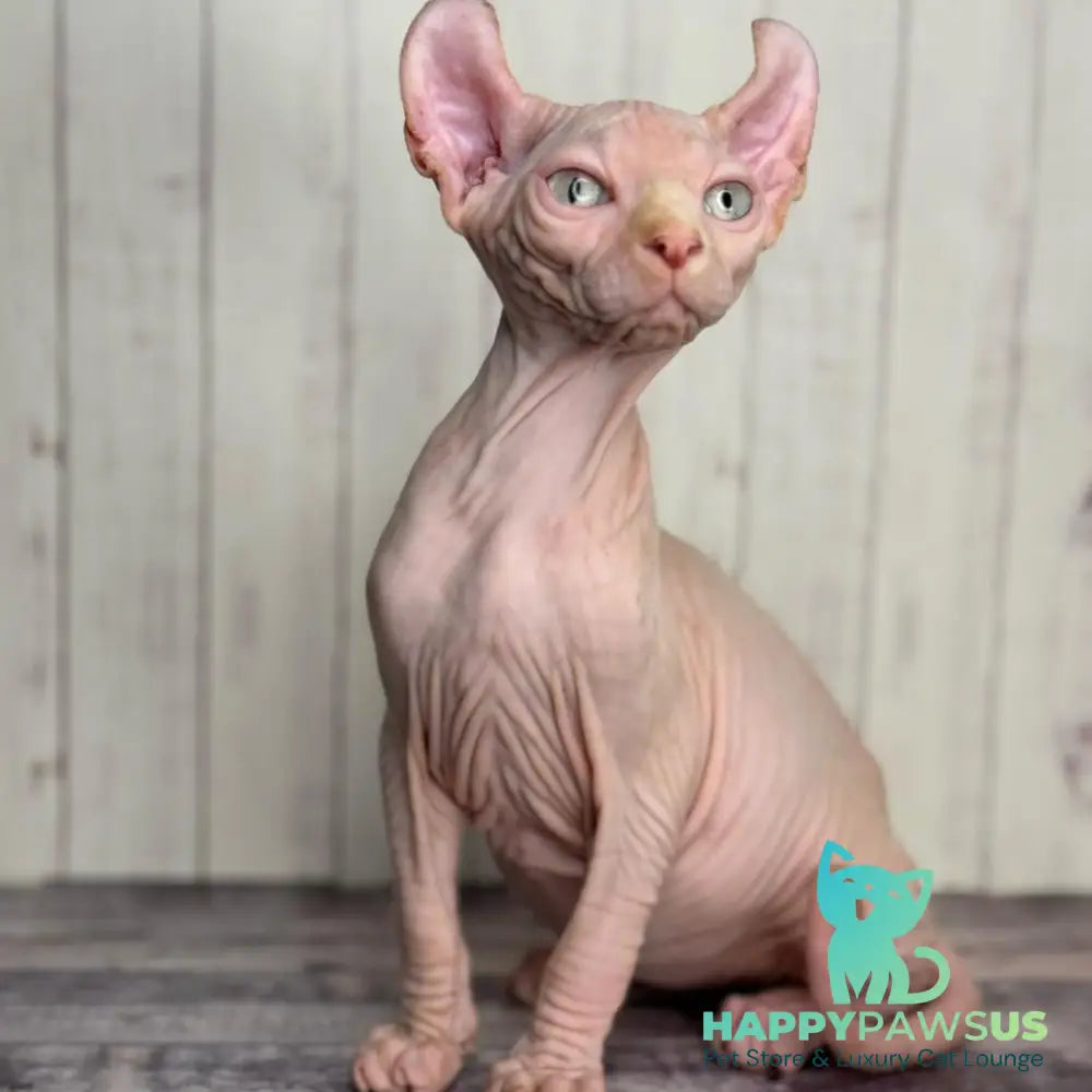 Angel Elf male red pointed - live animals