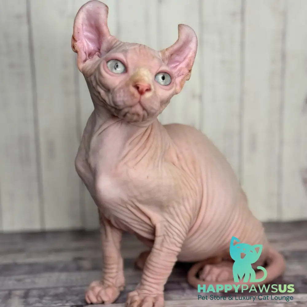 Angel Elf male red pointed - live animals