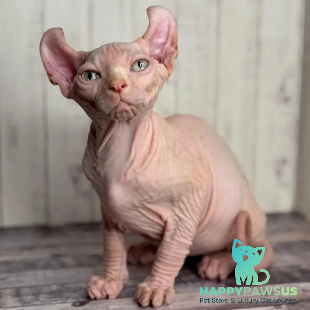 Angel Elf male red pointed - live animals