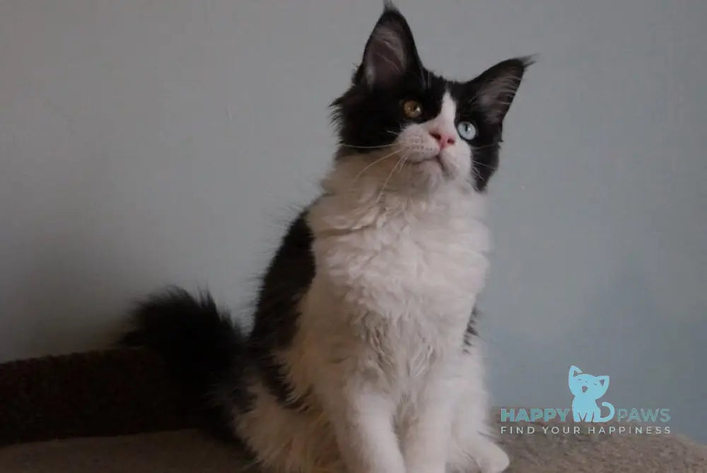 Angel Maine Coon female black bicolour live animals