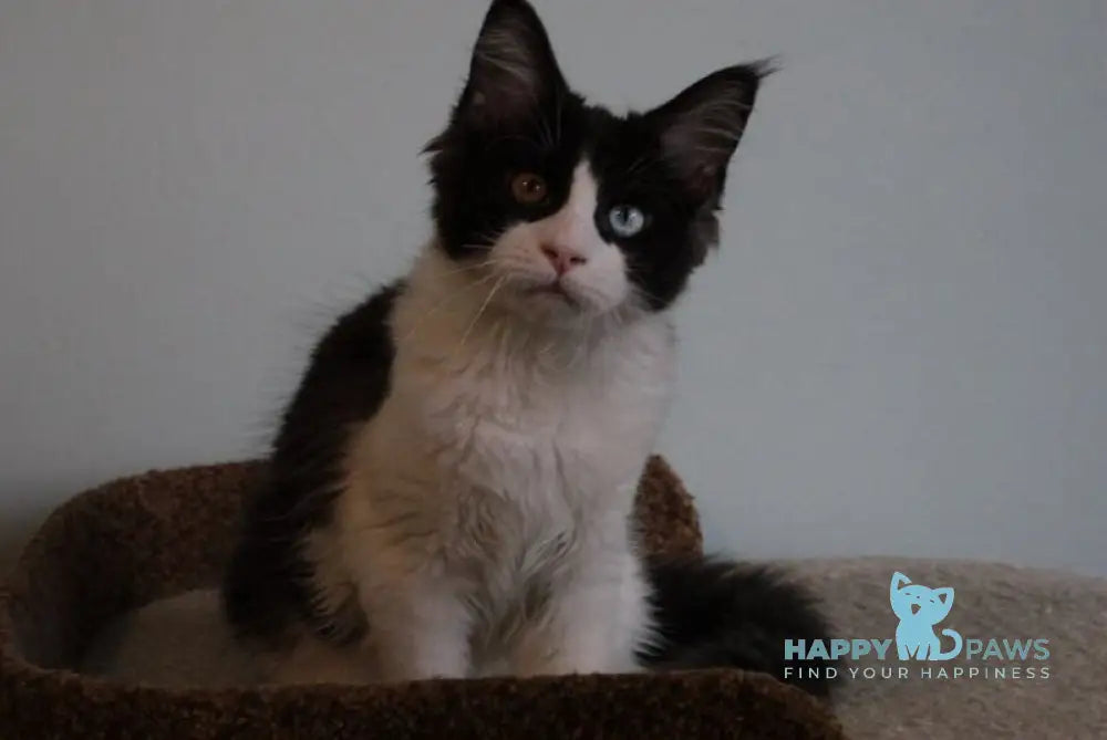 Angel Maine Coon female black bicolour live animals