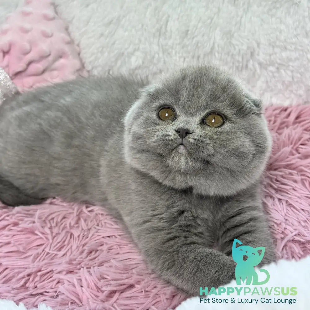 Angel Scottish Fold female blue - live animals