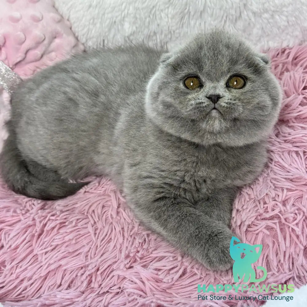 Angel Scottish Fold female blue - live animals
