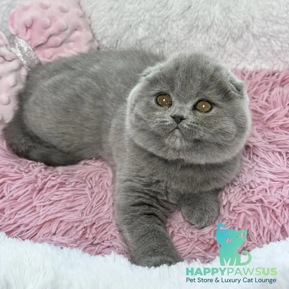 Angel Scottish Fold female blue - live animals