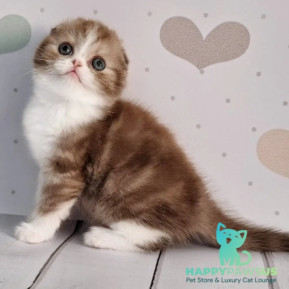 Angel Scottish Fold male chocolate silver bicolour - live animals