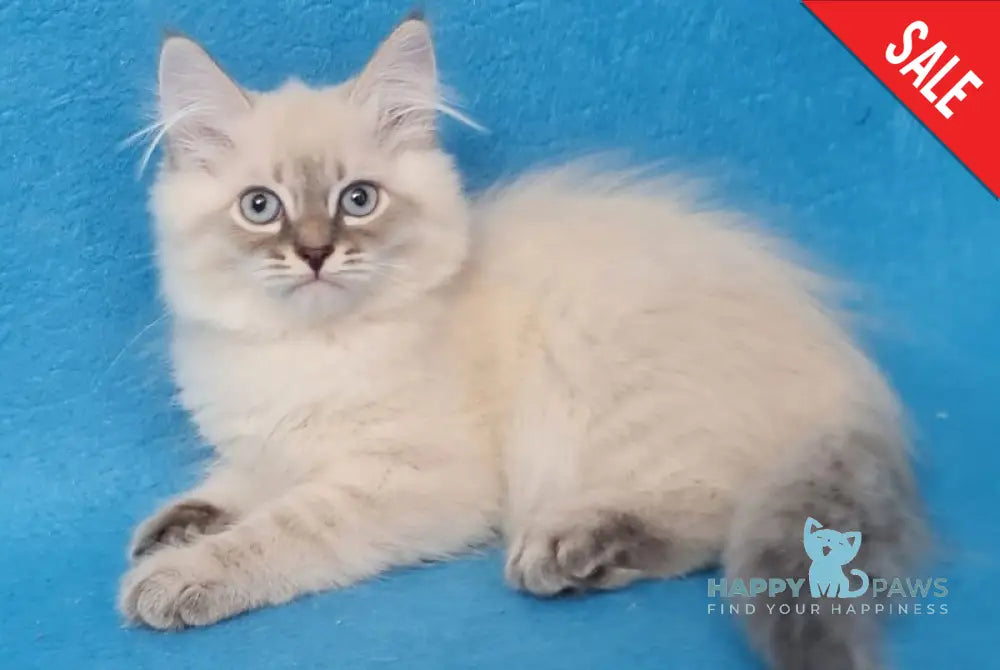 Angel Siberian male blue tabby pointed - live animals