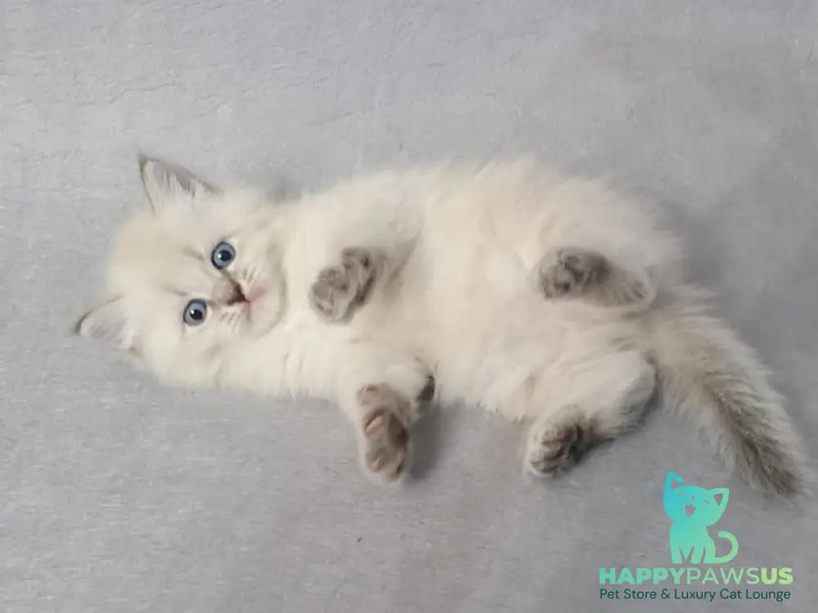 Angel Siberian male blue tabby pointed - live animals
