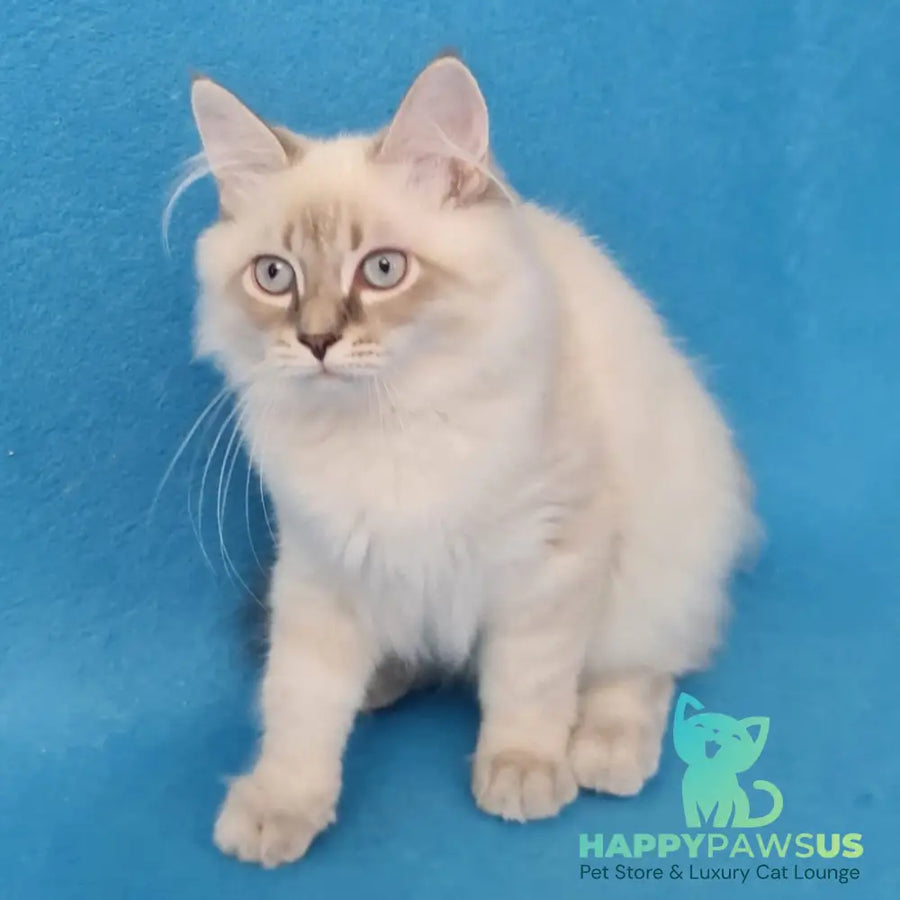 Angel Siberian male blue tabby pointed - live animals