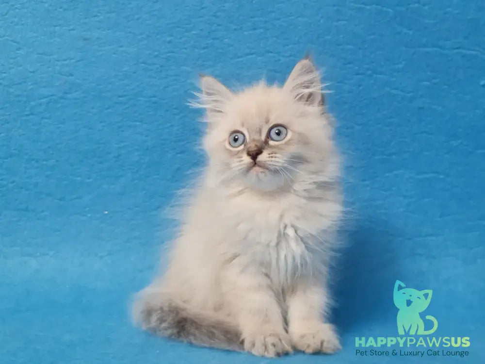 Angel Siberian male blue tabby pointed - live animals