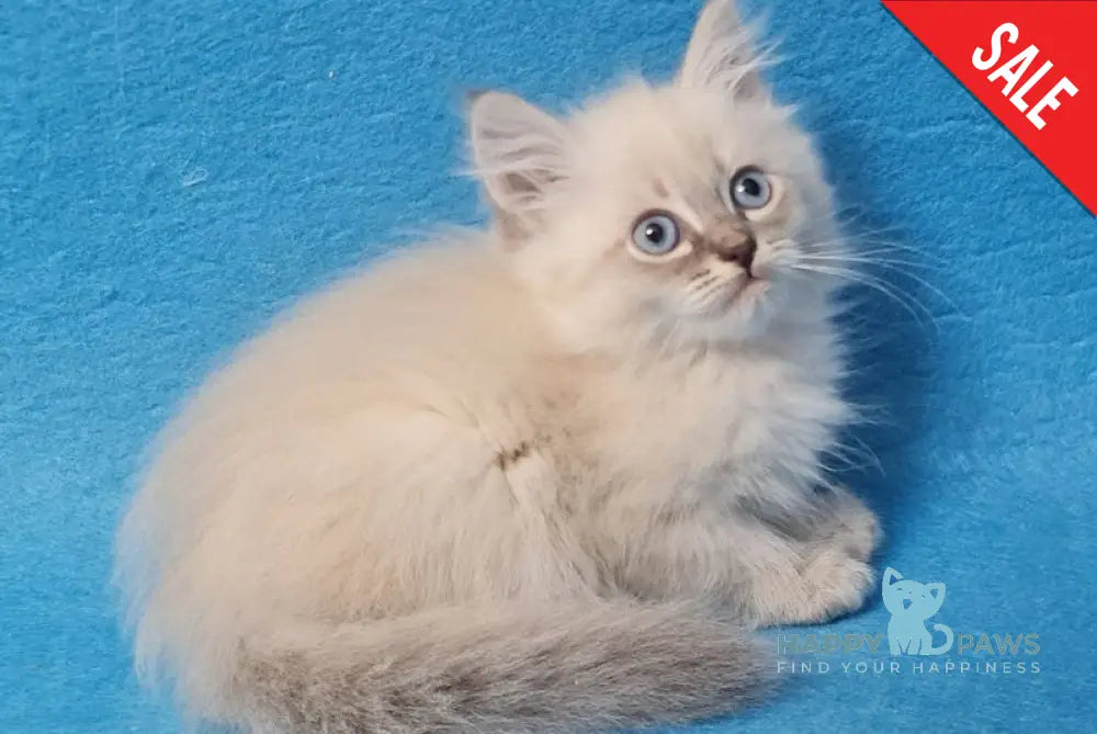 Angel Siberian male blue tabby pointed - live animals