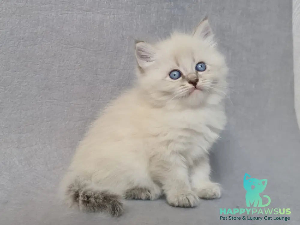 Angel Siberian male blue tabby pointed - live animals