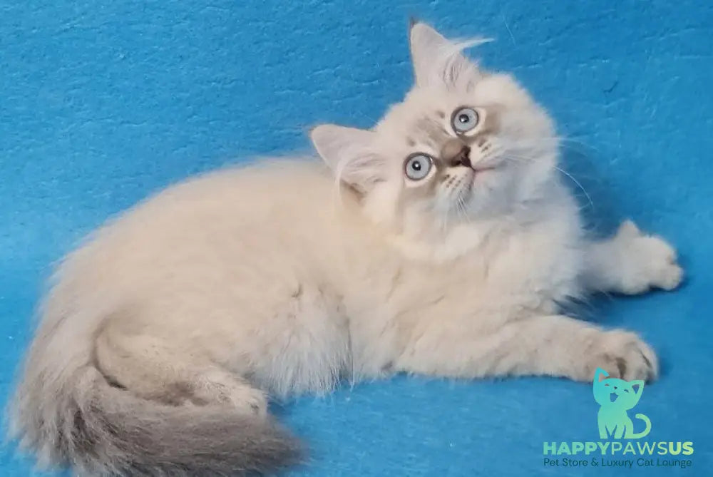 Angel Siberian male blue tabby pointed - live animals