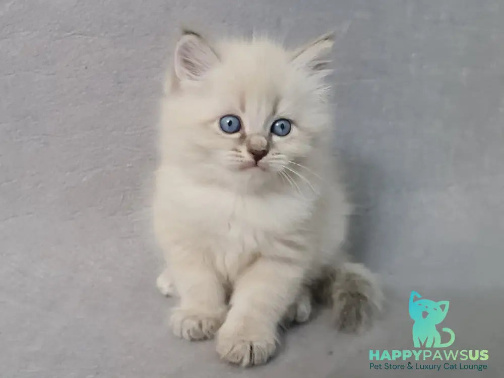Angel Siberian male blue tabby pointed - live animals