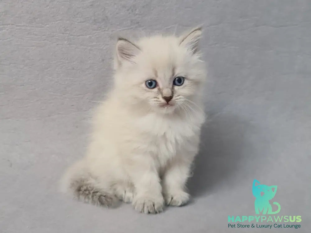 Angel Siberian male blue tabby pointed - live animals