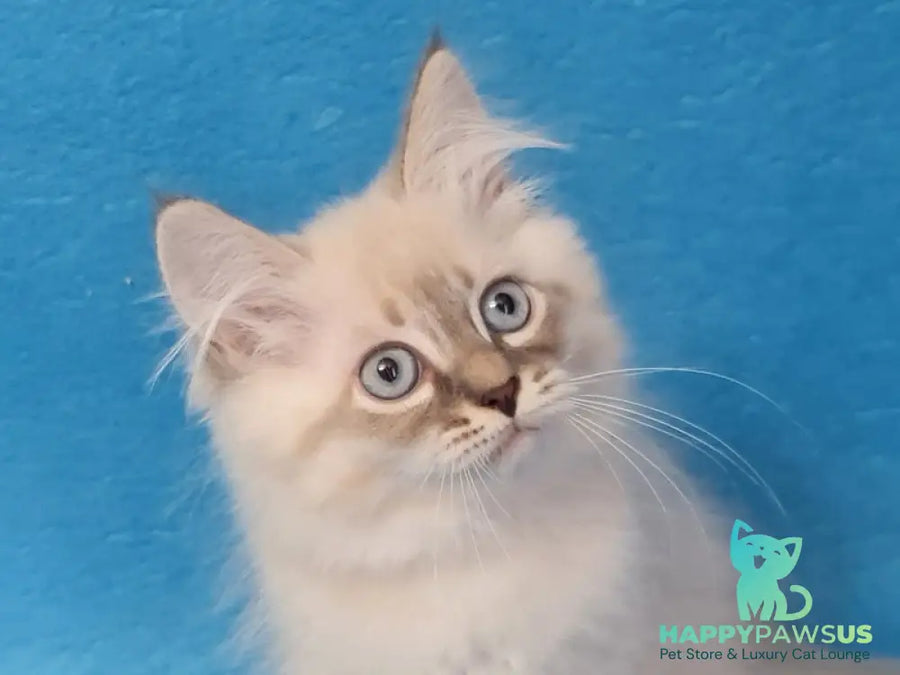 Angel Siberian male blue tabby pointed - live animals