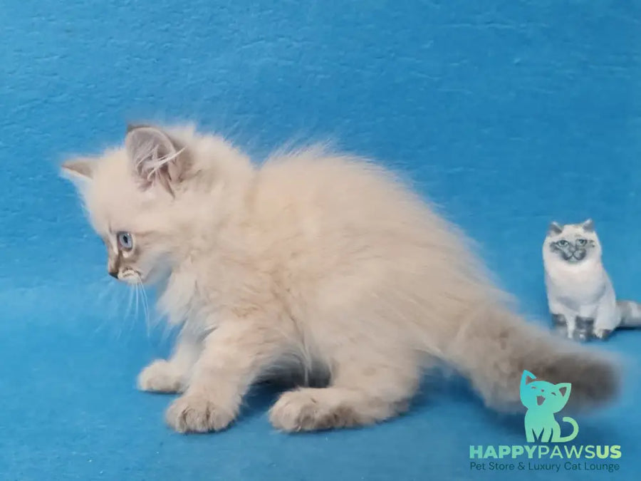 Angel Siberian male blue tabby pointed - live animals