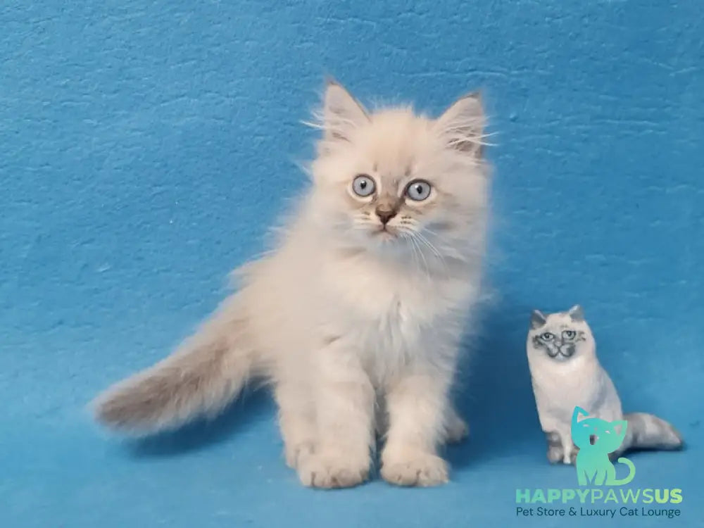 Angel Siberian male blue tabby pointed - live animals
