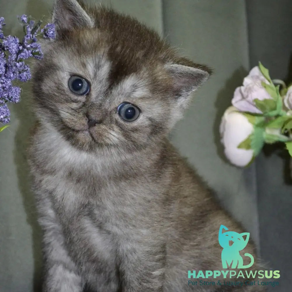 Angela Scottish Straight female black silver - live animals