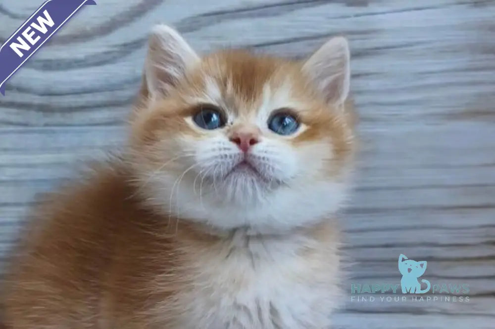 Anis British Shorthair male chocolate golden chinchilla live animals