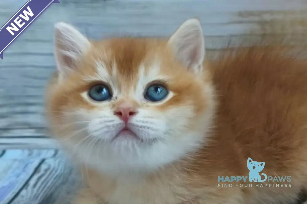 Anis British Shorthair male chocolate golden chinchilla live animals