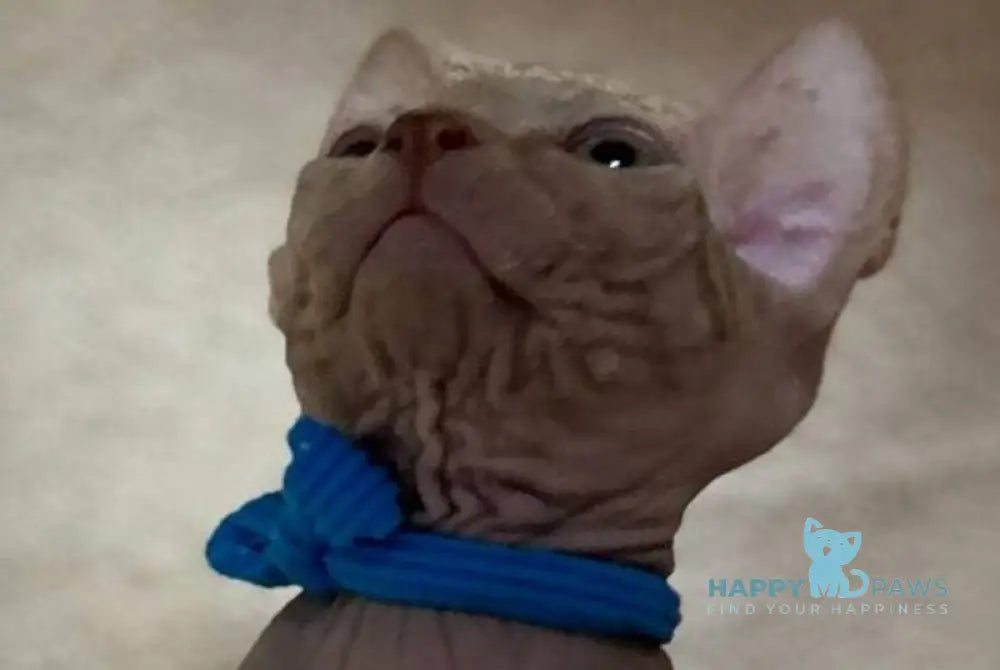 Anis Elf male lilac spotted tabby - live animals