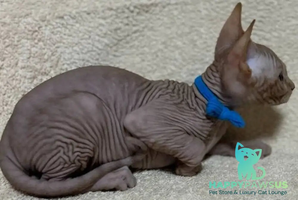 Anis Elf male lilac spotted tabby - live animals